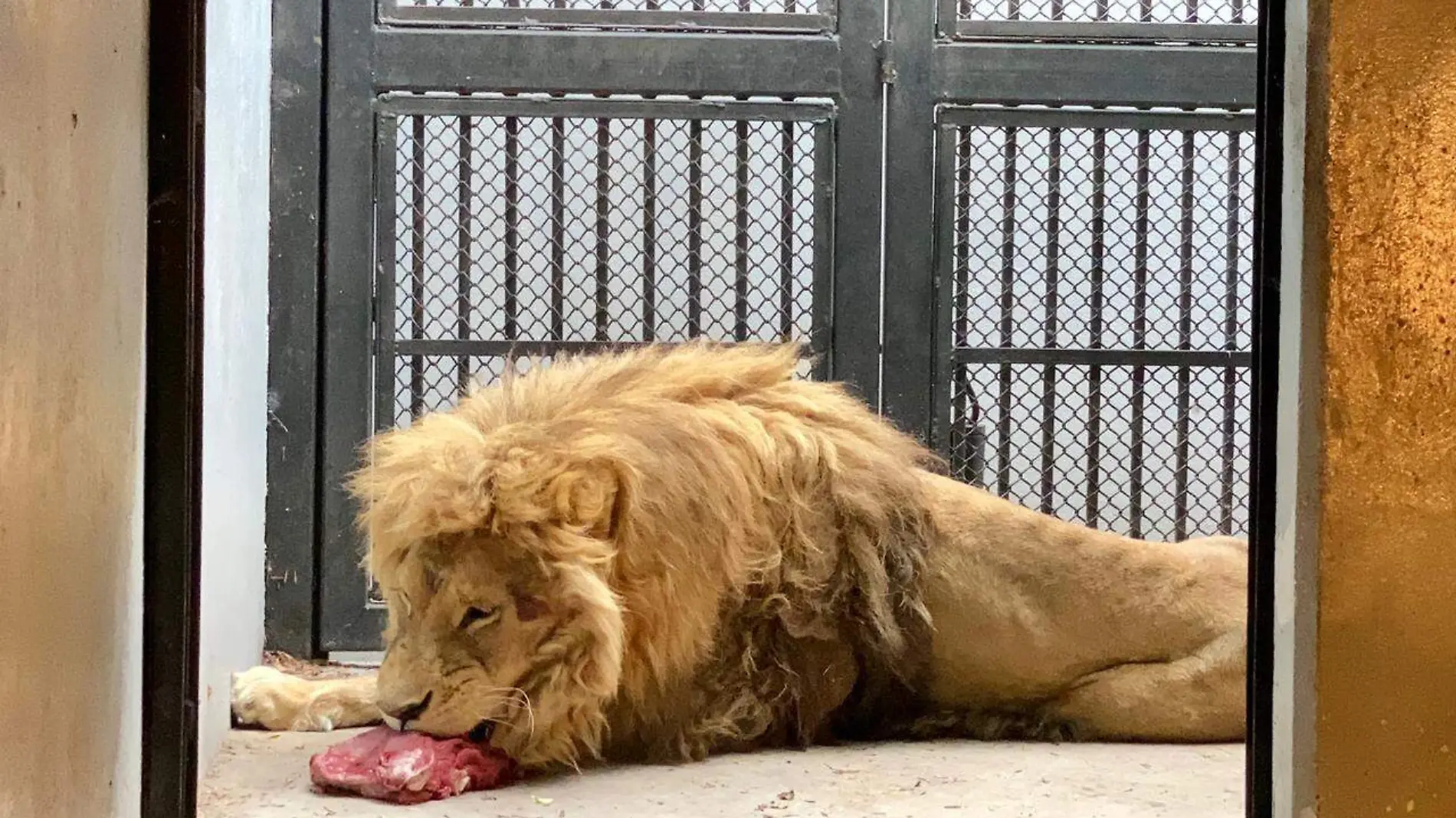 La dieta de cada león